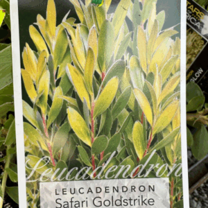 LEUCADENDRON 'Safari Gold Strike'