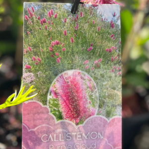 CALLISTEMON 'Purple Cloud'