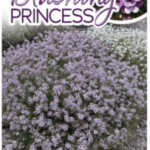 LOBULARIA 'Blushing Princess'