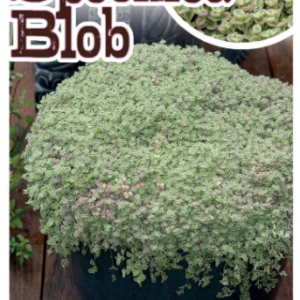 SEDUM 'Speckled Blob'
