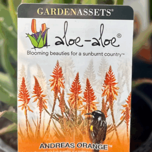 ALOE cameronii hybrid 'Andreas Orange'