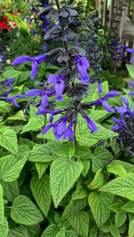 Salvia 'Black & Bloom'