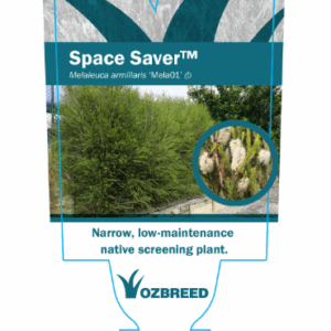 Melaleuca armillaris 'Space Saver'