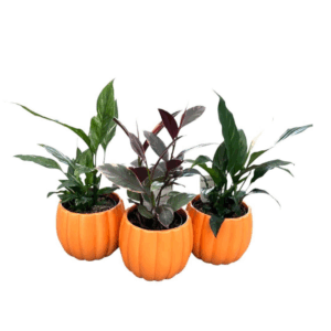Pumpkin pot with Indoor foliage 120mm
