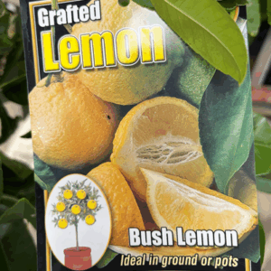 CITRUS 'Bush Lemon'
