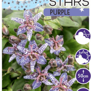 Tricyrtis Purple 'Shooting Stars'