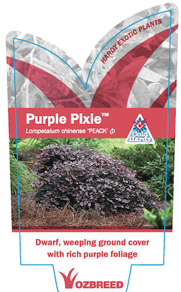 Loropetalum chinense Purple Pixie™  ‘PEACK’ PBR
