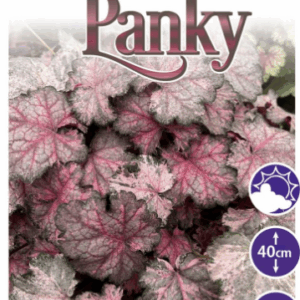Heuchera Pinky Panky