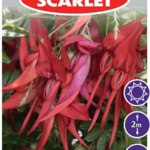 Clianthus 'Crazy Cool Scarlet'
