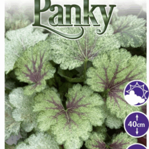 Heuchera 'Snowy Panky'