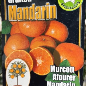 CITRUS Mandarin 'Aforfer Murcott'