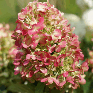 Hydrangea paniculata 'Graffiti'
