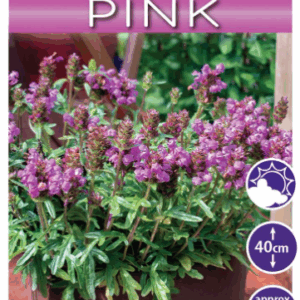 Prunella 'Bella Pink'