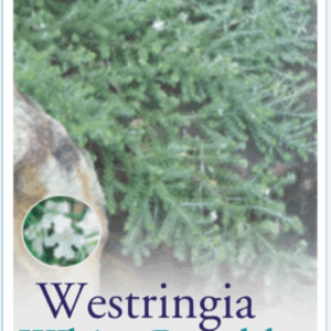 WESTRINGIA 'White Rambler'
