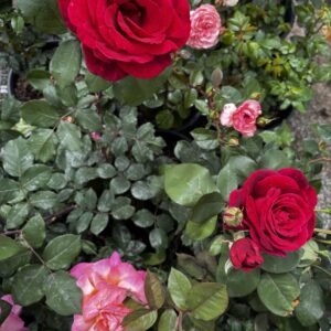 Rose Bush Varieties *Farm*
