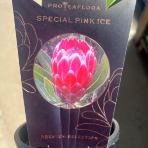 Protea