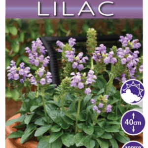 Prunella 'Bella Lilac'