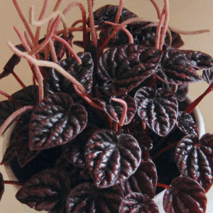 Peperomia caoerata 'Red Luna'