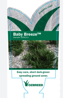 Dianella 'Baby Breeze'
