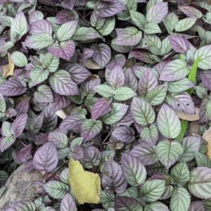 Hemigraphis exotica 'Red Flame Ivy'