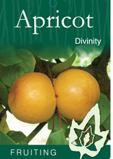 APRICOT - Divinity
