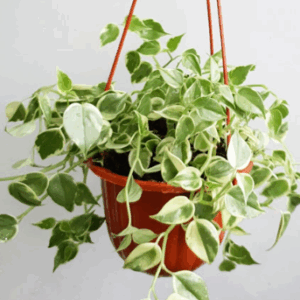 Peperomia scandens 'Cupid'