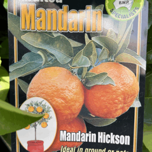 CITRUS Mandarin 'Hickson'