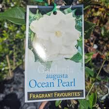 GARDENIA augusta 'Ocean Pearl'