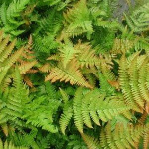Dryopteris 'Autumn Fern'
