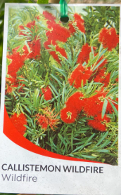 Callistemon viminalis 'Wildfire'