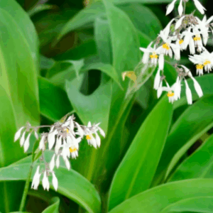 ARTHROPODIUM cirratum 'Renga Renga Lily'