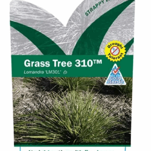 Lomandra 'Grass Tree'