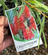 Callistemon viminalis 'Wilderness Red'