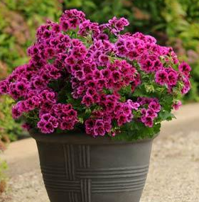 Pelargonium Regal