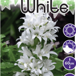 Campanula 'Genti White'