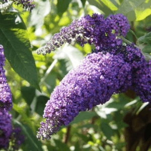 BUDDLEIA 'Jean'
