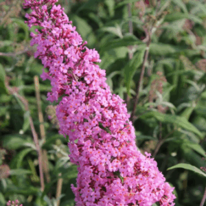 BUDDLEIA 'Pink'