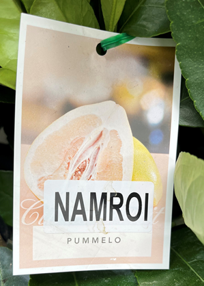 CITRUS 'Nam Roi Pummelo'