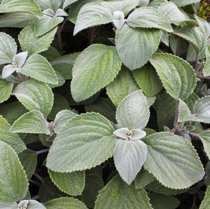 Plectranthus argentatus