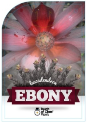 Leucadendron 'Ebony'