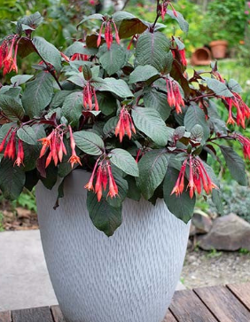 Fuchsia 'Coralle'