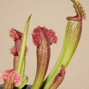 Sarracenia 'Philadelphia'