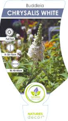 BUDDLEIA davidii Chrysalis White