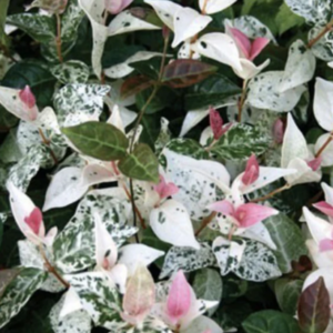 Trachelospermum jasminoides 'Tricolour'