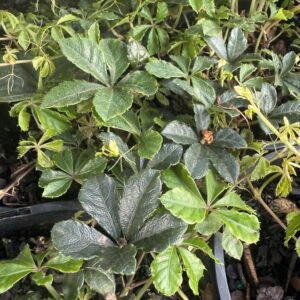 Parthenocissus sikkimensis (Ivy Groundcover)