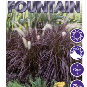 PENNISETUM 'Little plum fountain'