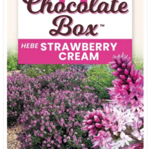 Hebe 'Strawberry Cream' CHOCOLATE BOX™