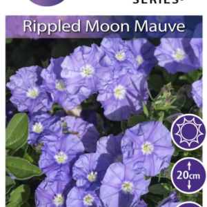 Convolvulus ‘Mauve Rippled Moon’