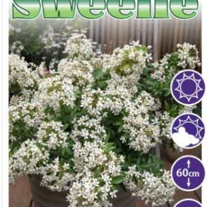 CHOISYA ternata 'Little Sweetie'