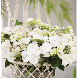 Hydrangea 'Runaway Bride'